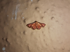 Enispa rosellus