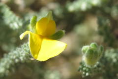 Aspalathus cymbiformis