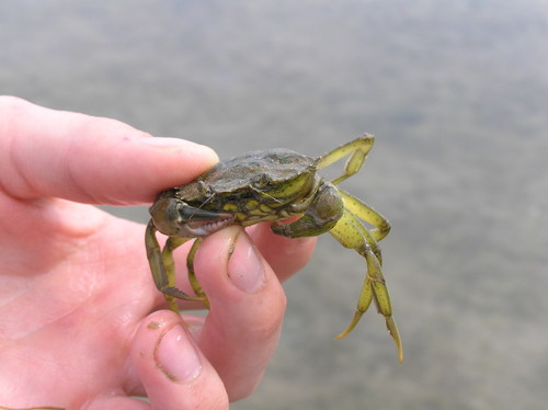 Mediterranean Green Crab, Općina Dobrinj, Kroatien, photo 9 of 10