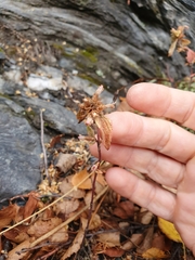 Galeopsis ladanum