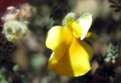 Aspalathus cymbiformis