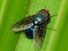 Calliphoroides antennatis