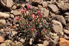 Erica junonia minor