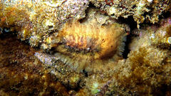 Scutus
