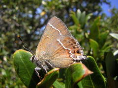 Callophrys spinetorum