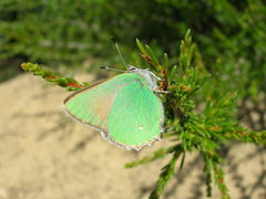 Callophrys dumetorum