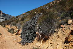 Protea amplexicaulis