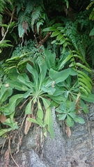 Crepidiastrum lanceolatum