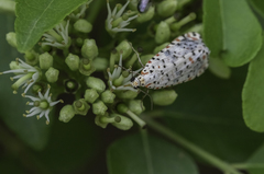 Utetheisa pulchelloides vaga