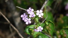 Teedia lucida