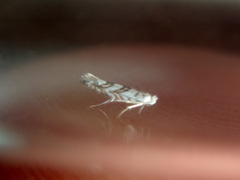 Phyllonorycter geniculella