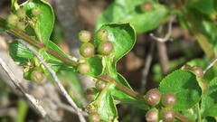 Teedia lucida