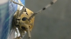 Celosterna scabrator