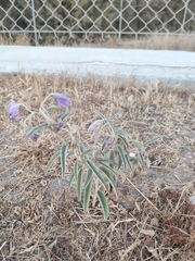 Solanum elaeagnifolium