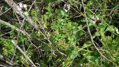 Teedia lucida