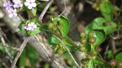 Teedia lucida