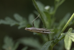 Euclastini
