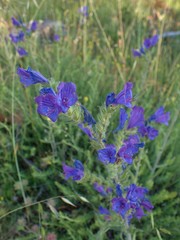 Echium vulgare pustulatum