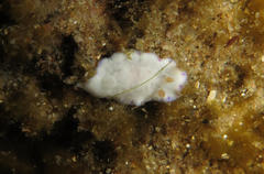 Goniobranchus alius