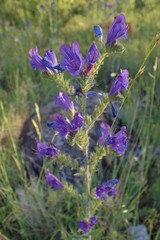 Echium vulgare pustulatum