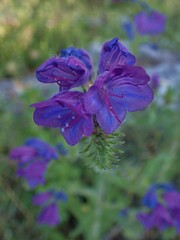 Echium vulgare pustulatum