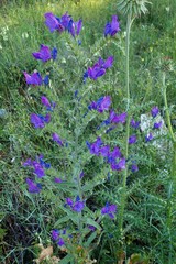 Echium vulgare pustulatum