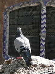 Columba livia domestica