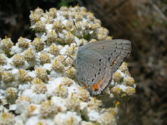 Satyrium californica
