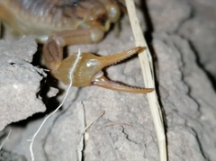 Occitanus
