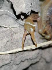 Occitanus