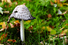 Coprinus comatus