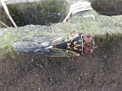 Auritibicen japonicus