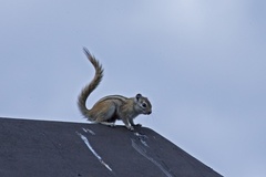 Funisciurus congicus