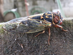 Auritibicen japonicus