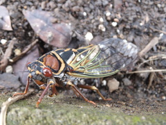 Auritibicen japonicus