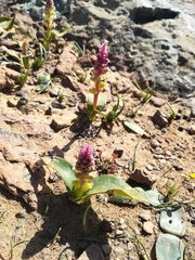 Lachenalia membranacea