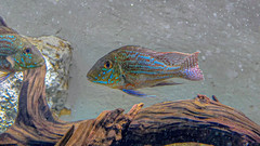 Geophagus