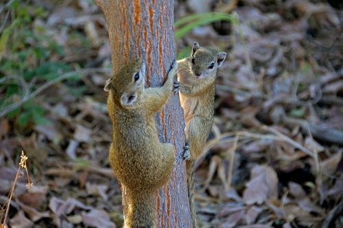 Smith's Bush Squirrel, photo 4 of 8
