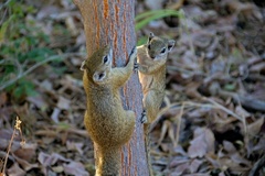 Smith's Bush Squirrel photo 4