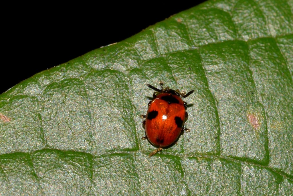 Tinosis bicolor
