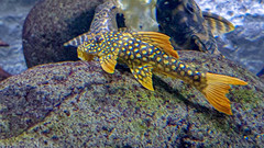 Scobinancistrus aureatus