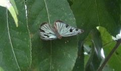 Dynamine postverta mexicana