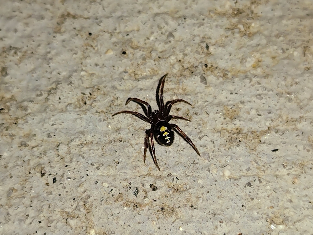 Steatoda washona