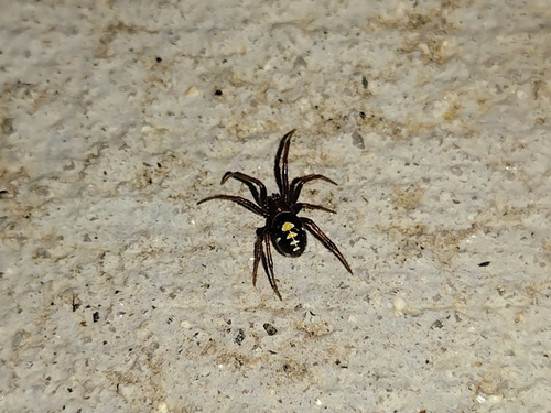 Steatoda washona