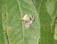 Dynamine postverta mexicana