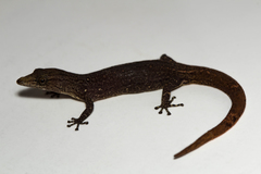 Sphaerodactylus lineolatus