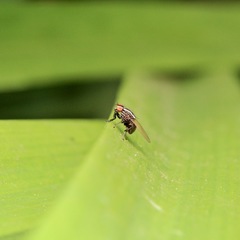 Poecilohetaerus aquilus