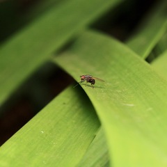 Poecilohetaerus aquilus