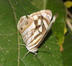 Dynamine postverta mexicana