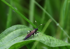 Ichneumonidae